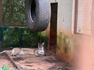 Animais silvestres avan&ccedil;am sobre a cidade e revelam disputa por territ&oacute;rio