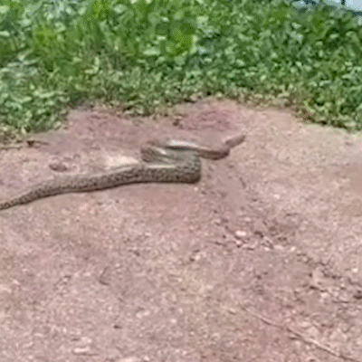 Bombeiros capturam sucuri de 5 metros na &aacute;rea urbana de Corumb&aacute;