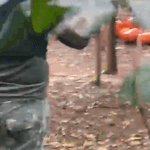 Ag&ecirc;ncia paraguaia estoura laborat&oacute;rio de &ldquo;maconha VIP&rdquo; na fronteira