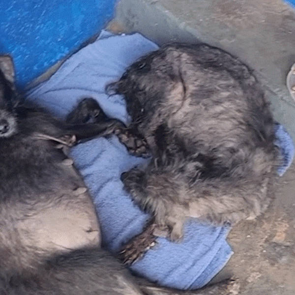 Resgatadas em estado grave, cadelas passam por cirurgias e protetora pede ajuda