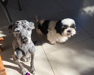 Com 10 anos, "Ane" morre atropelada e tutores buscam condutor que fugiu