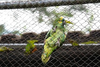 Animais silvestres avan&ccedil;am sobre a cidade e revelam disputa por territ&oacute;rio