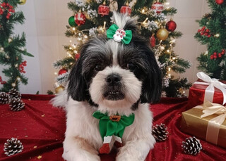 Com 10 anos, "Ane" morre atropelada e tutores buscam condutor que fugiu