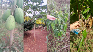 Estudo revela impactos silenciosos do uso intensivo de venenos sobre comunidades