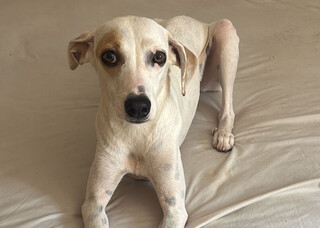 Cadela "Branquinha" desaparece ap&oacute;s port&atilde;o ficar aberto no Aero Rancho