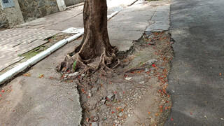 Corumb&aacute; rediscute arboriza&ccedil;&atilde;o urbana como resili&ecirc;ncia clim&aacute;tica e mais verde