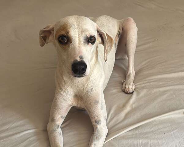 Cadela "Branquinha" desaparece ap&oacute;s port&atilde;o ficar aberto no Aero Rancho