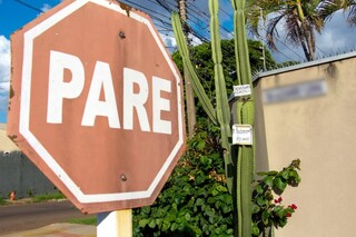 Dono de "cacto" furtado deixa recado para ladr&atilde;o: "eu filmei"