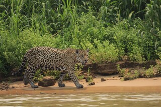 On&ccedil;a-pintada vira protagonista em jogo que se passa no Pantanal
