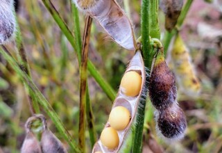 Colheita da soja atinge 27,7% e milho safrinha chega a atinge 30,5% da área Colheita da soja atinge 27,7% e milho safrinha chega a atinge 30,5% da área