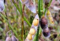 Colheita da soja atinge 27,7% e milho safrinha chega a atinge 30,5% da área