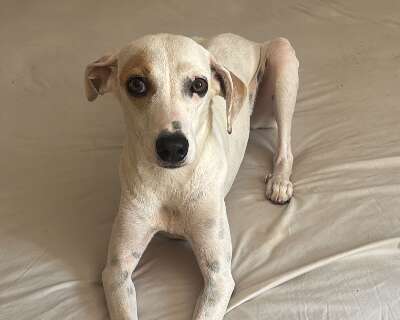 Cadela "Branquinha" desaparece ap&oacute;s port&atilde;o ficar aberto no Aero Rancho