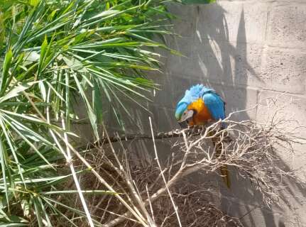 Servidora encontra arara machucada e fica 3h30 de "plant&atilde;o" at&eacute; resgate