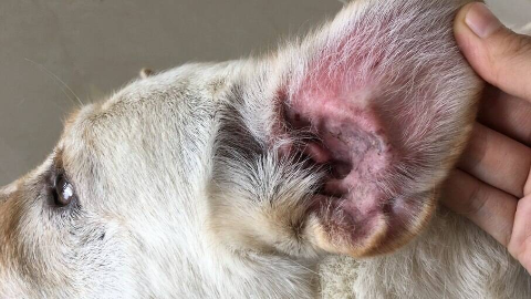 Tempo chuvoso aumenta casos de otite em pets e exige cuidados 