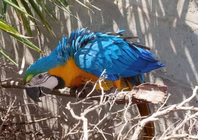 Servidora encontra arara machucada e fica 3h30 de "plant&atilde;o" at&eacute; resgate