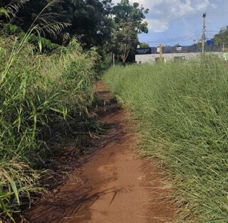 Pista no Lageado &eacute; tomada por matagal e lama, reclama dona de casa