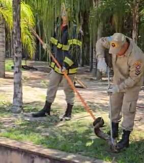 Jiboia &eacute; capturada em &aacute;rea verde de condom&iacute;nio em Tr&ecirc;s Lagoas 