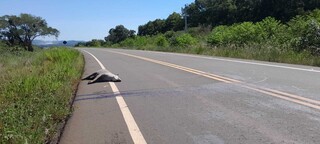 Atropelamento de anta na MS-345 expõe risco a motoristas e à fauna Atropelamento de anta na MS-345 expõe risco a motoristas e à fauna