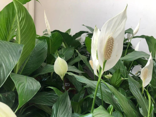 Planta pode servir de "escudo espiritual" e at&eacute; filtrar urucubaca