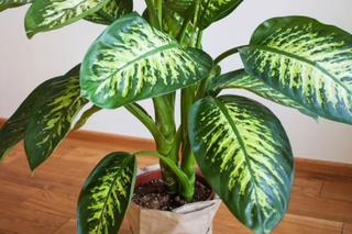 Planta pode servir de "escudo espiritual" e at&eacute; filtrar urucubaca