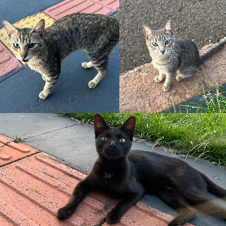 Moradora busca lar para tr&ecirc;s gatos abandonados em terreno baldio no Morada Verde