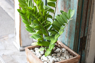 Planta pode servir de "escudo espiritual" e at&eacute; filtrar urucubaca