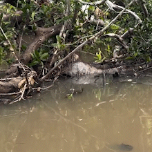De barriga cheia, sucuri &eacute; encontrada escondida entre galhos no rio Vacaria