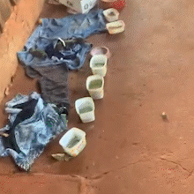 Dezenas de gatos e c&atilde;o est&atilde;o abandonados h&aacute; dois dias no Aero Rancho