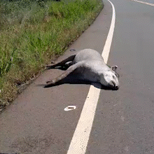 Atropelamento de anta na MS-345 exp&otilde;e risco a motoristas e &agrave; fauna