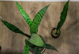 Planta pode servir de "escudo espiritual" e at&eacute; filtrar urucubaca