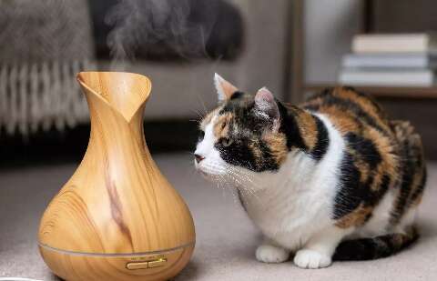 Sabia dessa? &Oacute;leo essencial que voc&ecirc; usa pode envenenar seu gato 