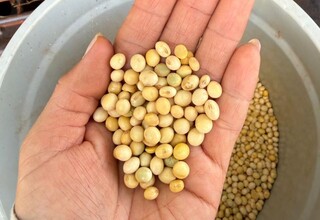 Irregularidade das chuvas e altas temperaturas afetam lavouras de soja em MS Irregularidade das chuvas e altas temperaturas afetam lavouras de soja em MS