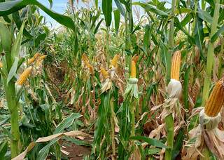 Ar e eletricidade viram aliados do agro contra fungos e micotoxinas Ar e eletricidade viram aliados do agro contra fungos e micotoxinas