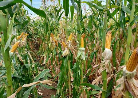Ar e eletricidade viram aliados do agro contra fungos e micotoxinas
