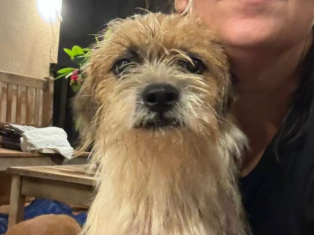 Professora resgata c&atilde;o com apar&ecirc;ncia "fiapo de manga" e procura por dono