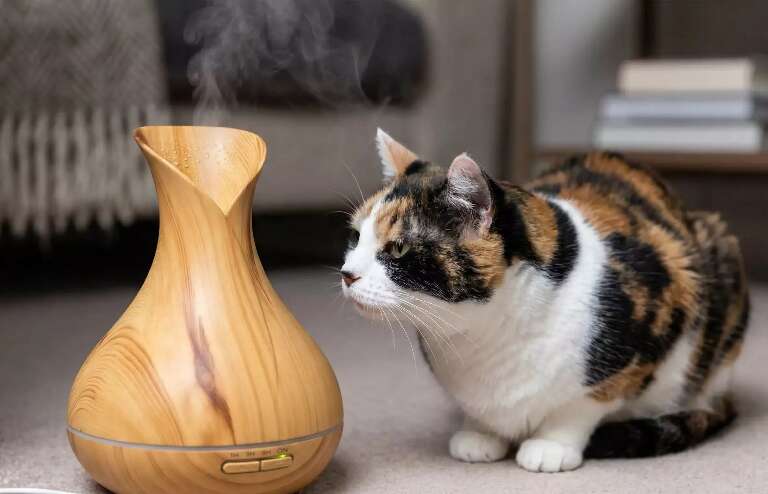 Sabia dessa? Óleo essencial que você usa pode envenenar seu gato 