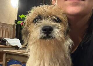 Professora resgata c&atilde;o com apar&ecirc;ncia "fiapo de manga" e procura por dono