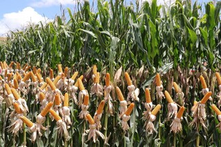 Escalada de conflito deve afetar neg&oacute;cios de Mato Grosso do Sul no Oriente M&eacute;dio