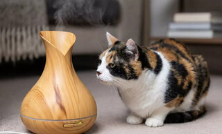 Sabia dessa? Óleo essencial que você usa pode envenenar seu gato Sabia dessa? Óleo essencial que você usa pode envenenar seu gato