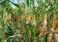 Ar e eletricidade viram aliados do agro contra fungos e micotoxinas