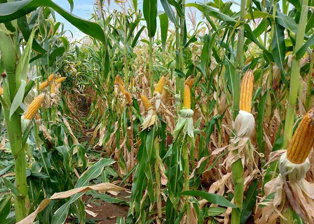 Ar e eletricidade viram aliados do agro contra fungos e micotoxinas