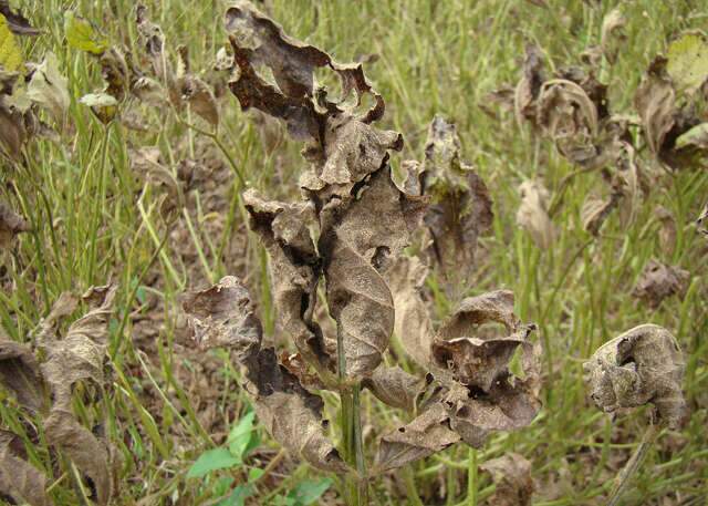 Intelig&ecirc;ncia artificial entra em campo contra a ferrugem asi&aacute;tica da soja
