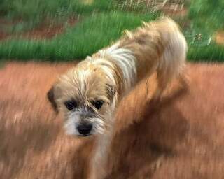 Professora resgata c&atilde;o com apar&ecirc;ncia "fiapo de manga" e procura por dono