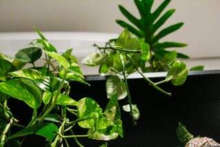 Planta pode servir de "escudo espiritual" e at&eacute; filtrar urucubaca