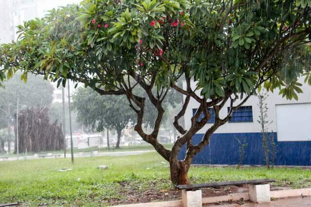 MS entra em alerta para chuvas intensas e risco de grande acumulado at&eacute; domingo