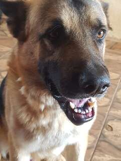 Viu o Boris? Pastor alem&atilde;o desaparece ap&oacute;s sair de quintal no Itamarac&aacute;