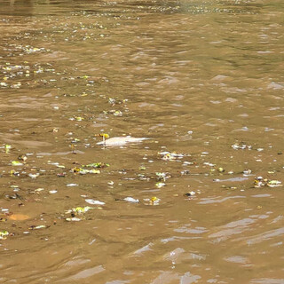 "Mais um descendo": pescadores flagram dezenas de peixes mortos no Rio Sucuriú "Mais um descendo": pescadores flagram dezenas de peixes mortos no Rio Sucuriú