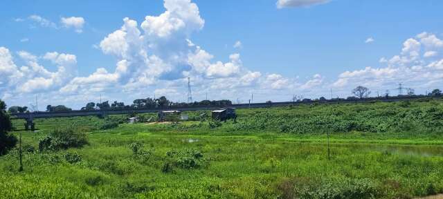 Plantas aqu&aacute;ticas fecham canal no Pantanal e afetam ribeirinhos