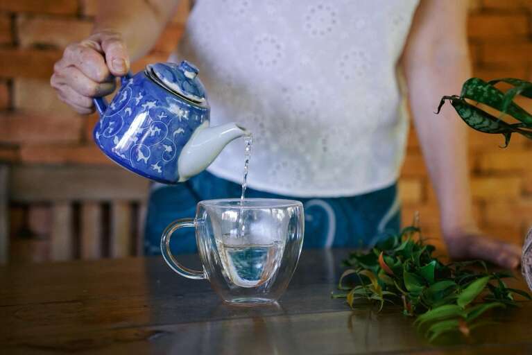 Conheça plantas para cultivar em casa e fugir dos sachês de mercado