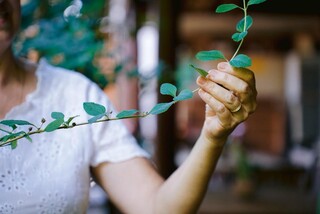 Conhe&ccedil;a plantas para cultivar em casa e fugir dos sach&ecirc;s de mercado